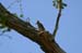 rgv_goldfronted_woodpecker