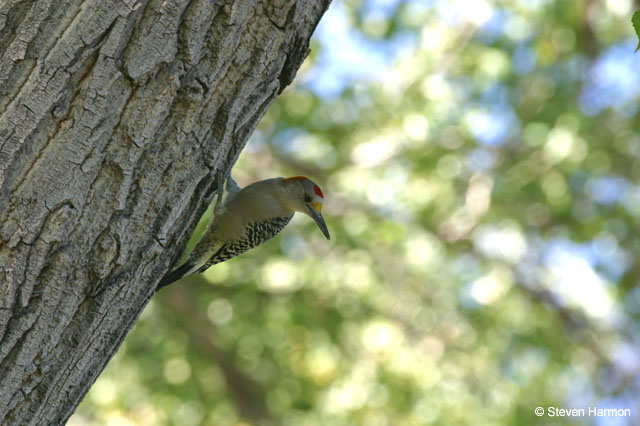 golden_fronted_woodpecker