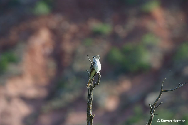 ash_throated_flycatcher_1