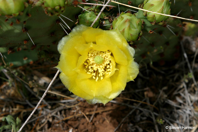 cactus_flower_2
