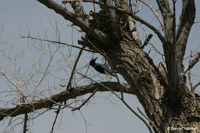 red_headed_woodpecker_1
