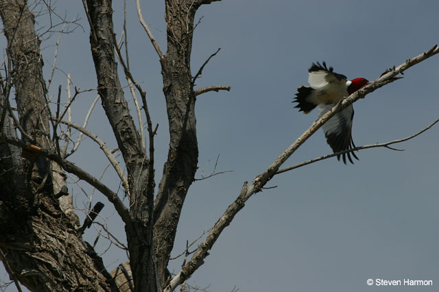 red_headed_woodpecker_3