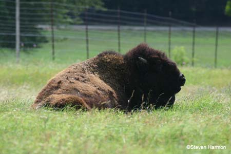 bison_1