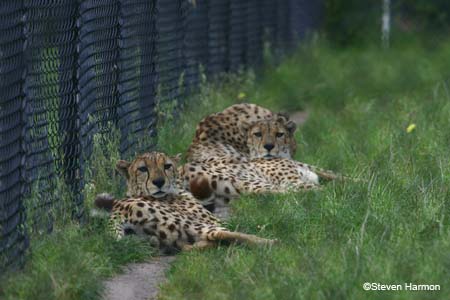 cheetah_5
