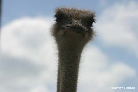 ostrich_4