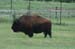 bison_2