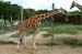 reticulated_giraffe_7