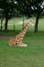 reticulated_giraffe_8