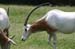 scimitar-horned_oryx_1