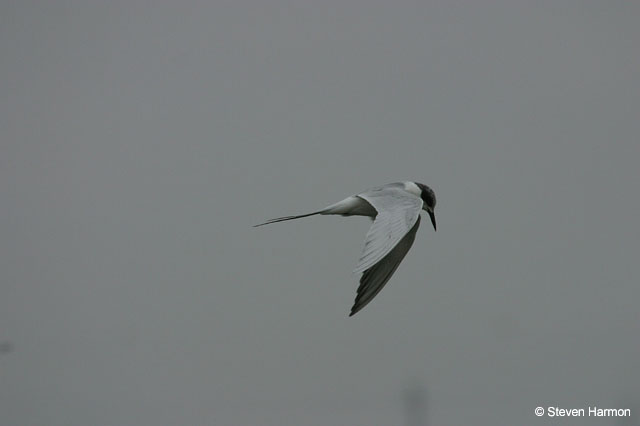 forester's_tern_1