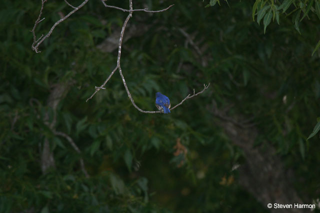 blue_bird_2
