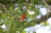 summer_tanager_1