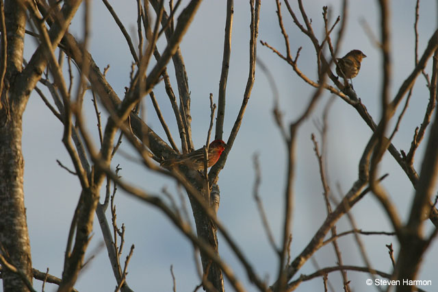house_finches