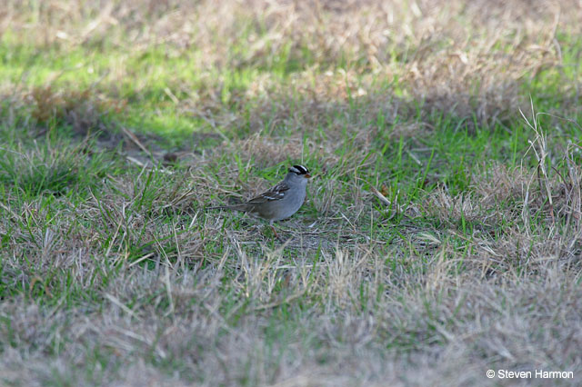 white_crowned_sparrow_1