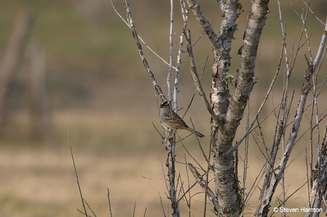 white_crowned_sparrow_3