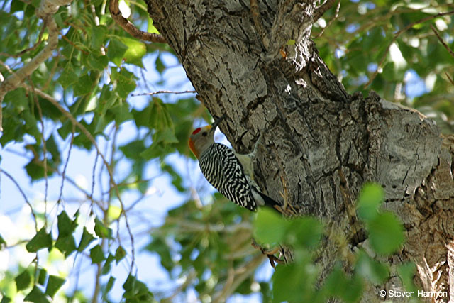 rgv_goldfronted_woodpecker_2