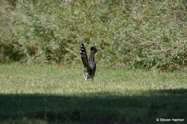 rgv_roadrunner_2