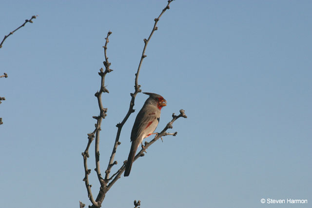 pyrrhuloxia_2