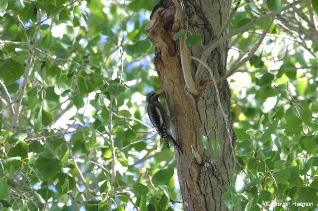 red_naped_sapsucker_2