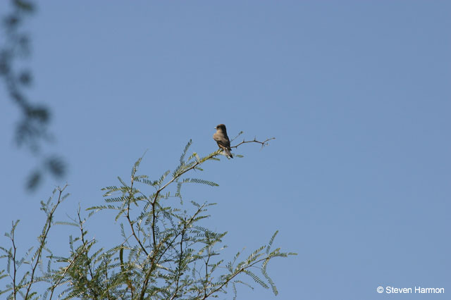 vermilion_flycatcher_female