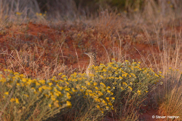 road_runner_1