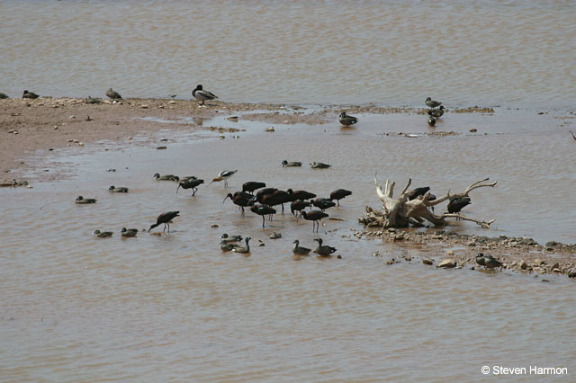 white_faced_ibis_1