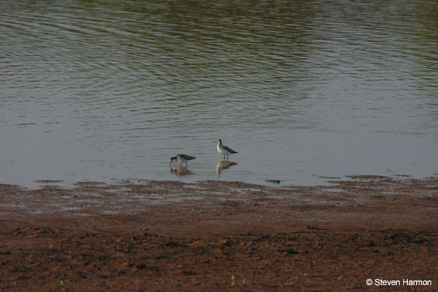 wilson's_phalarope_1