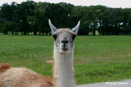 guanaco_1