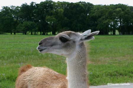 guanaco_2