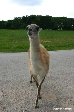 guanaco_3