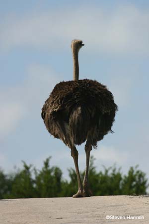 ostrich_3