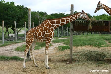 reticulated_giraffe_7