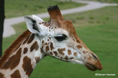 reticulated_giraffe_9