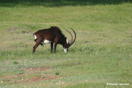 sable_antelope_2