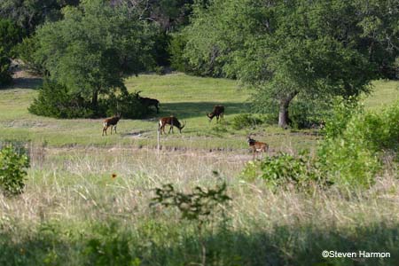 sable_antelope_3