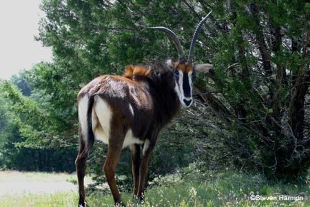 sable_antelope_5