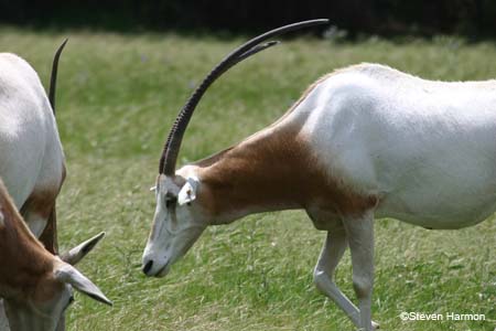 scimitar-horned_oryx_1