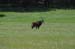 sable_antelope_1