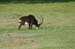 sable_antelope_2