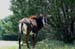 sable_antelope_5