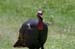 wild_turkey_1