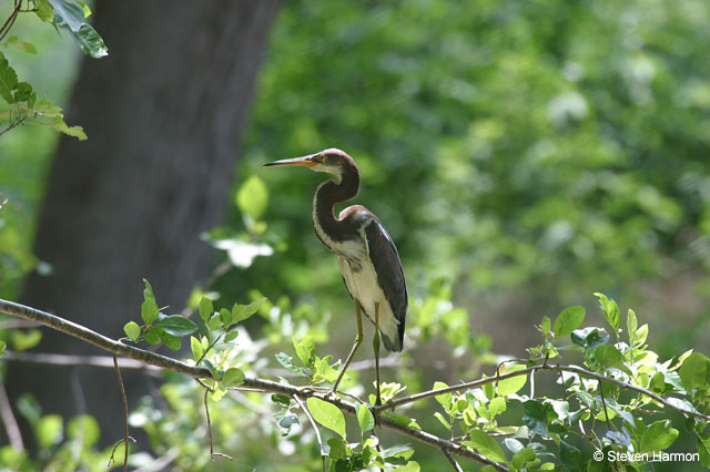 tricolor_heron_2