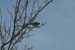 american_goldfinch_2